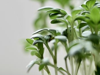 Close-up of fresh green plant against white background