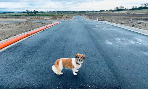 Portrait of dog standing on road