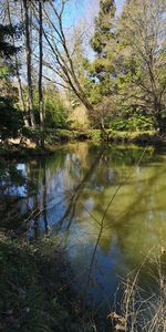 Reflection of trees in lake