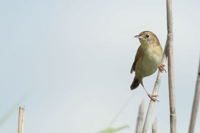 Bird perching on twig against clear sky