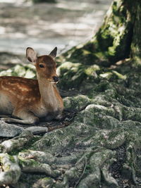 Close-up of squirrel on rock