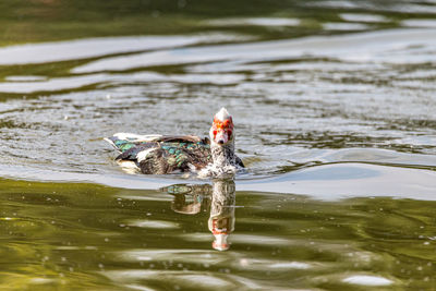 View of fish swimming in lake