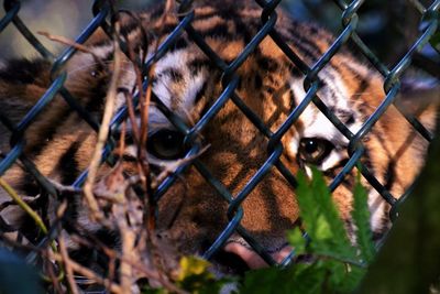 Portrait of tiger looking through chainlink fence