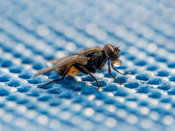 Close-up of housefly