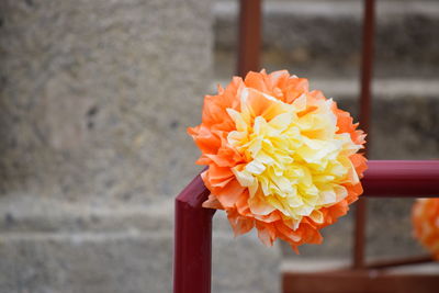 Close-up of orange rose flower