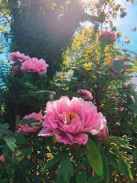 Close-up of pink flowering plant
