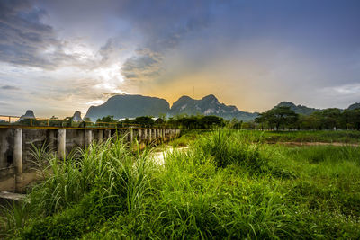 Plants growing on land by lake against sky