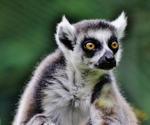 Close-up of ring-tailed lemur