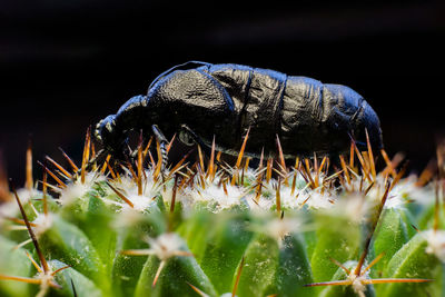 Close-up of insect on flower