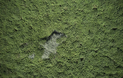 Full frame shot of green plants on land