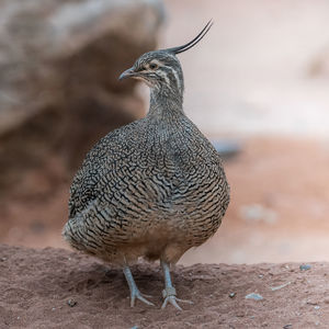 Close-up of a bird