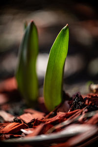 Close-up of green leaves