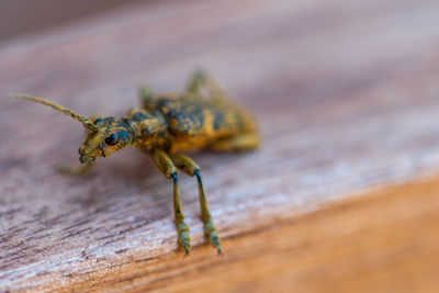 Close-up of insect on wood