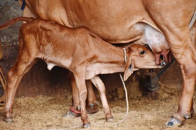 View of cow feeding