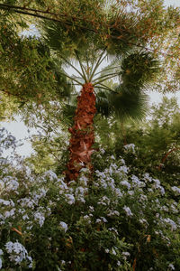 Low angle view of flowering plants on tree during winter