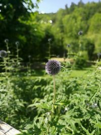 Close up of dandelion