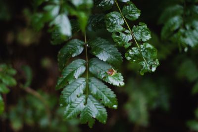 Close-up of fresh green leaves