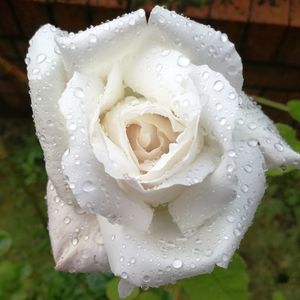 Close-up of wet white rose blooming outdoors