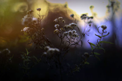 Close-up of purple flowering plants on field