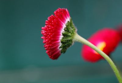 Close-up of pink flower bud