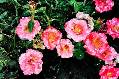 Close-up of pink flower