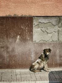 Dog sitting on footpath by wall