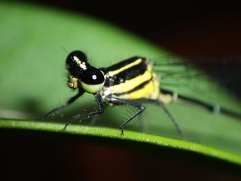 Close-up of damselfly on leaf