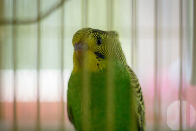 Close-up of parrot in cage