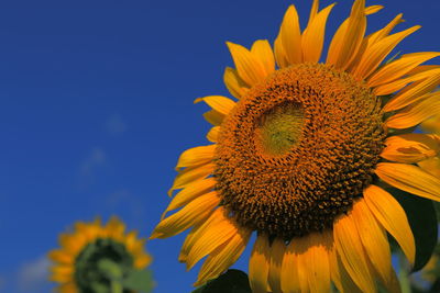 Close-up of sunflower