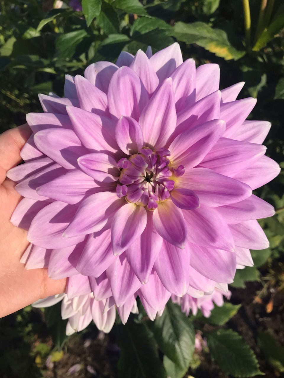 CLOSE-UP OF PINK FLOWER ON PURPLE PETALS