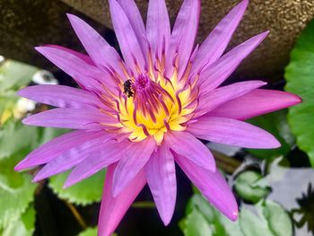 Close-up of insect on pink flower