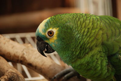 Close-up of parrot perching