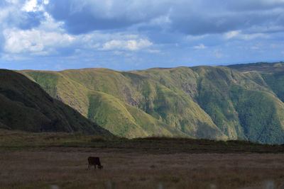 View of a horse on landscape