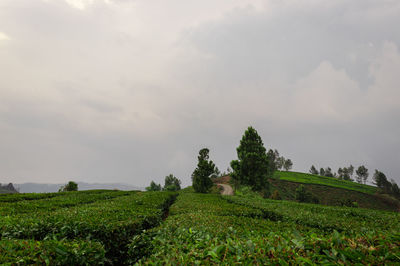 Tea gardens in the foothills of western ghat