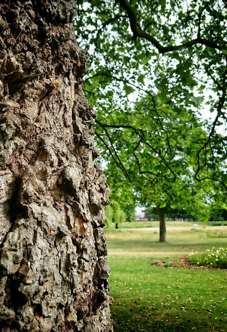 tree, tree trunk, growth, branch, nature, grass, tranquility, green color, beauty in nature, tranquil scene, day, park - man made space, field, outdoors, no people, sunlight, scenics, sky, shadow, growing