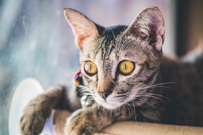 Close-up portrait of a cat