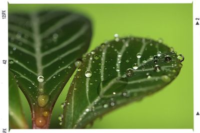 Macro shot of water drops on leaf