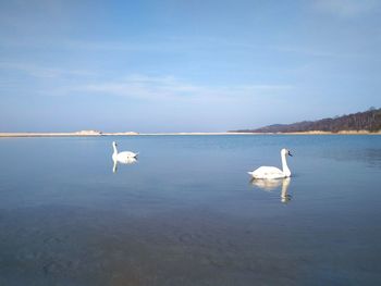 Swans swimming in lake against sky