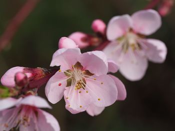 Close-up of pink flowers