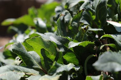 Close-up of fresh green leaves on plant