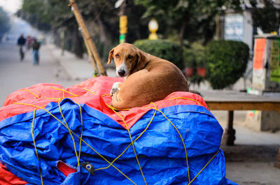 Dog looking away