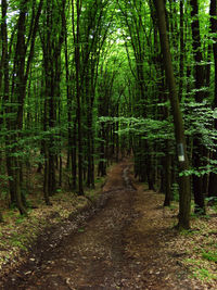 Footpath amidst trees in forest