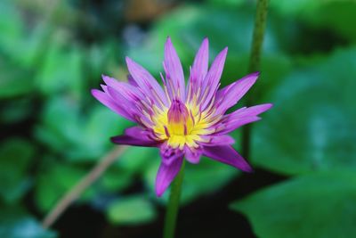 Close-up of pink flower blooming outdoors