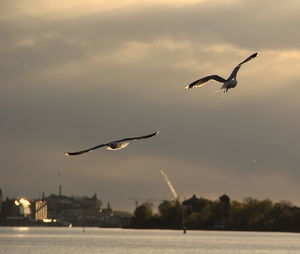 Bird flying over sea
