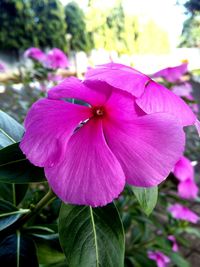 Close-up of pink flowering plant