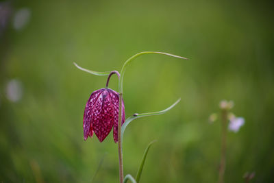 Close-up of butterfly on purple flowering plant