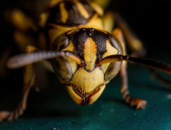 Close-up of insect on leaf