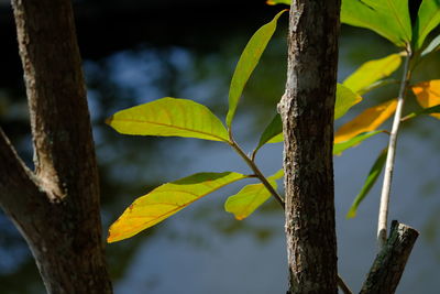 Close-up of leaves on tree trunk