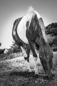 Close-up of a horse grazing on field