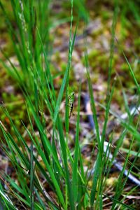 Close-up of insect on grass in field